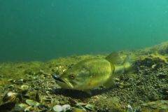 fuente: Tactical Bassin