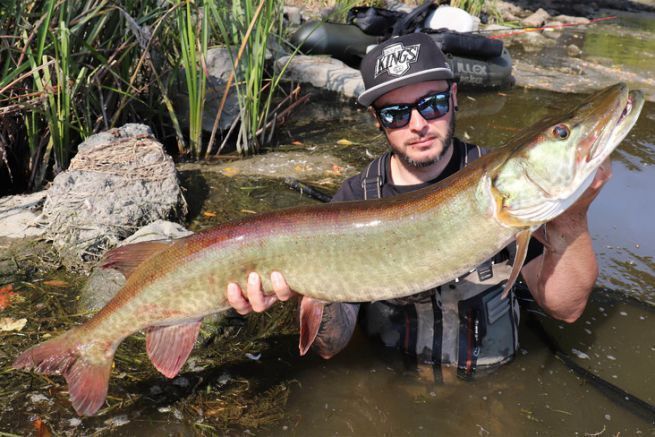 Glidebaits, muy eficaz con el muskellunge!