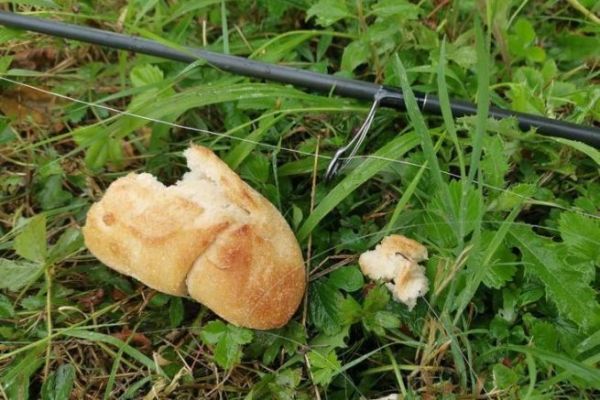 La pesca de carpas con pan de superficie o el elogio de la sencillez