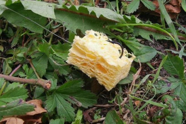 La esponja, una buena alternativa al pan para pescar carpas en superficie