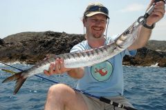 Barracuda europea capturada con peces nadadores