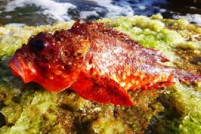 Pez escorpin rojo capturado durante la pesca de roca
