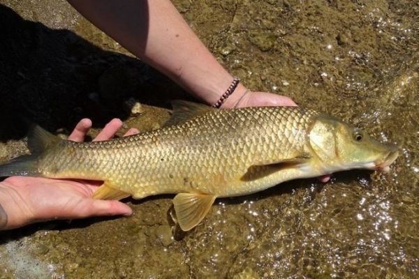 Descubra el barbo comizo, el mayor de los barbos europeos