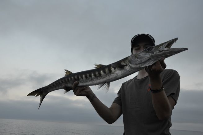 La barracuda, un pez divertido para pescar desde la orilla