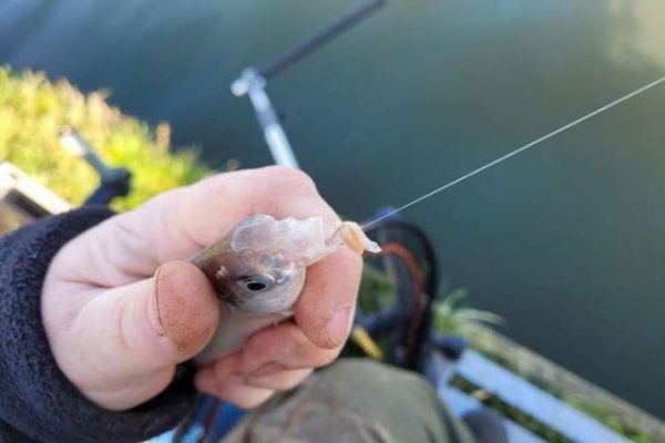 Anzuelos para la pesca con feeder, la sencillez sigue siendo eficaz