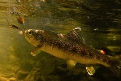 Trucha comn con micro spinnerbait