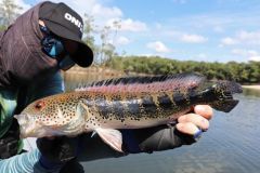 Mataguaro, r�o Mataven, Colombia.