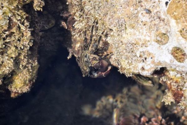 Cangrejo de piedra, un cebo interesante para la pesca de espridos