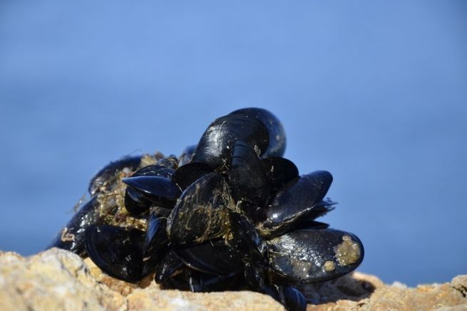 El mejilln, un cebo habitual para la pesca martima que atrae a muchos peces