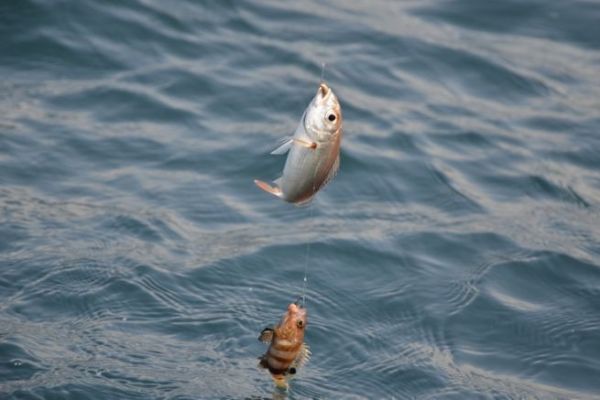 Pesca de apoyo ligera, una forma fcil de iniciarse