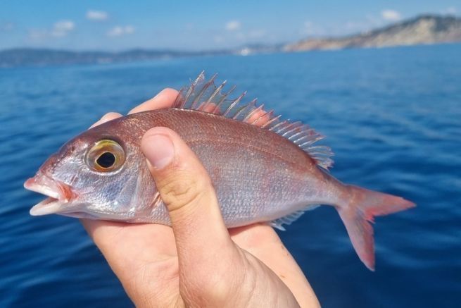 Pageot acarn, un pez que se encuentra durante las salidas de pesca con apoyo