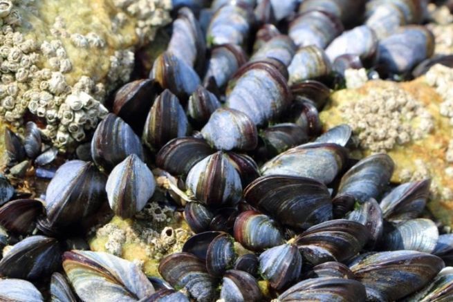 No hay que descuidar el marisco ni los cebos para la pesca martima