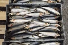 El pescado, cebo preferido de los grandes peces