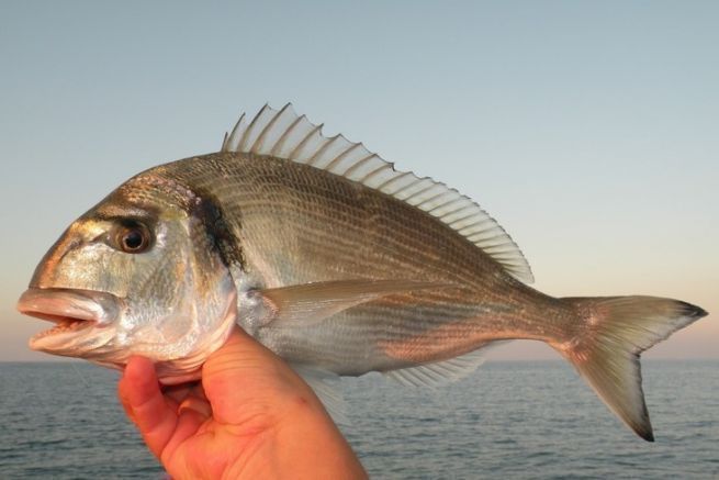 Crustceos para la pesca martima, cebos de uso habitual