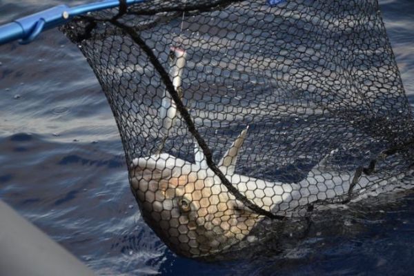 Pesca en el Mediterrneo en verano, especificidades a tener en cuenta