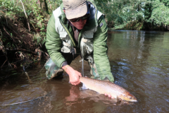 Bonito salmn bretn capturado con mosca y devuelto suavemente al agua