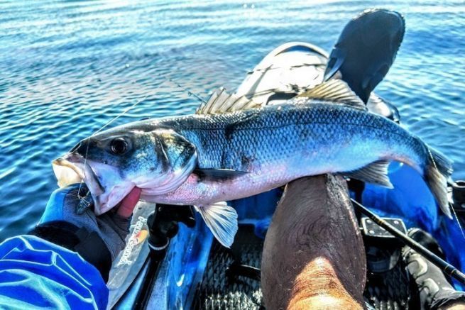 Pesca de lubinas en verano