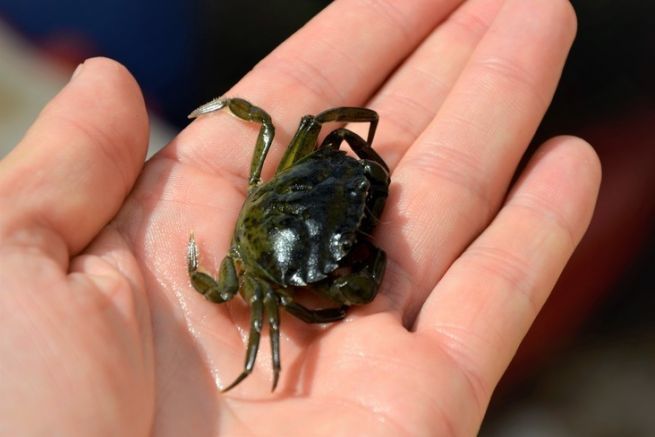 El cangrejo verde, un cebo con muchas cualidades para la pesca martima