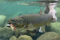 Los seuelos blandos son indispensables en verano para la pesca de la marmorata