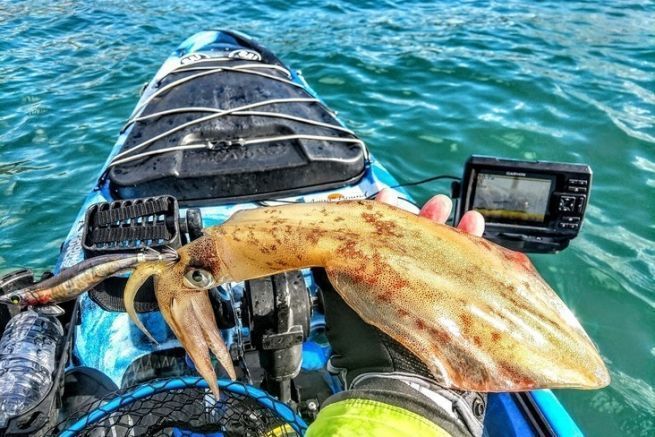 Pesca de cefalpodos en kayak
