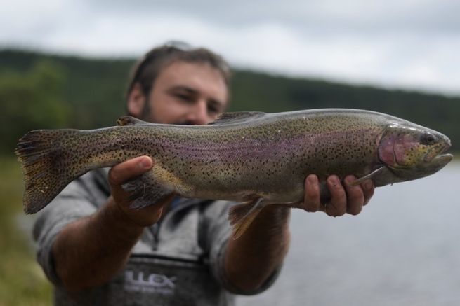 Pesca en cotos y embalses, los diferentes salmnidos a pescar