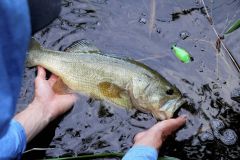 Bonito black bass con una rana Batra-X