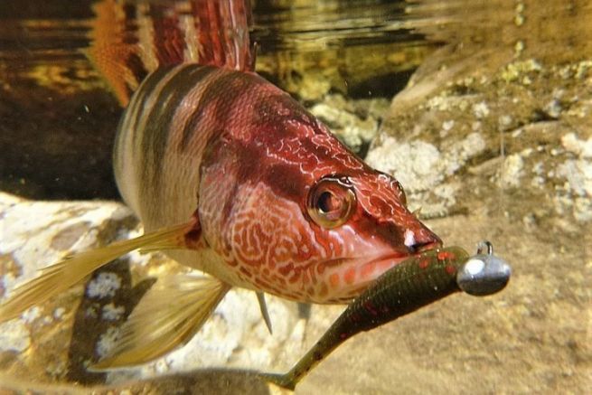 Pesca de roca con seuelos blandos