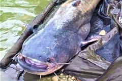 Pesca del siluro con seuelos