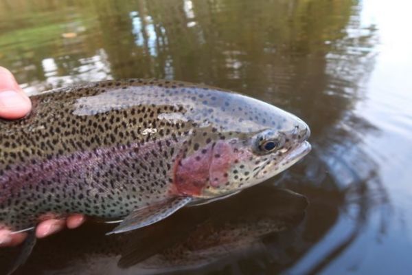 Una bonita excursin para pescar truchas en un embalse a mosca