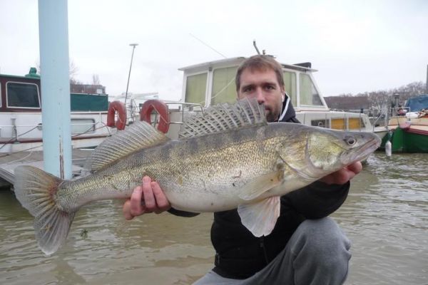 Pesca invernal del lucioperca desde la orilla, dnde y cmo pescar eficazmente?