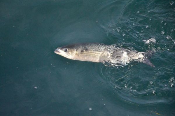 Pescar mjol en el mar con pan, una tcnica eficaz que hay que conocer