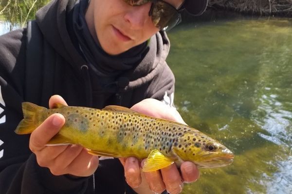 Pesca eficaz de la trucha con seuelos blandos en arroyos