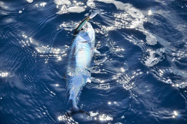 Comprender la pesca pelágica para tener éxito