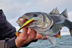 Comprender la pesca de la lubina de bajura para que sus salidas tengan m�s �xito