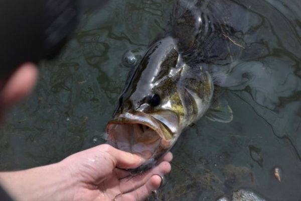 Caña de spinning Duckett para la pesca del black bass
