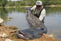 Pesca del siluro con seuelos en el Loira, emociones garantizadas