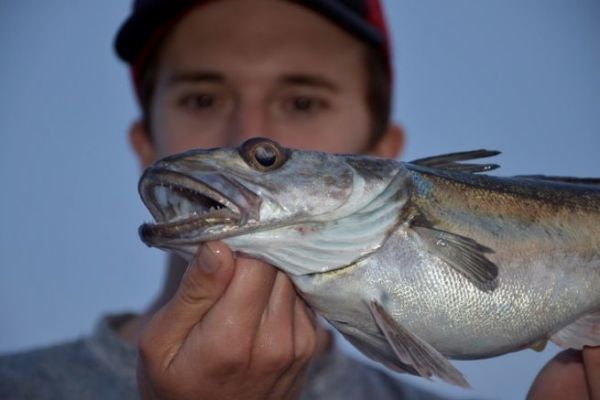 Pesca de altura, nuevas especies luchadoras por descubrir