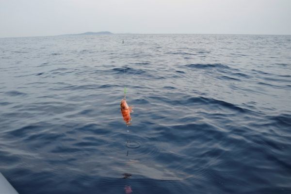 El aparejo pater noster para la pesca de altura con palangre