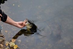 La pesca del black bass con un jerkbait minnow, una t�cnica que merece la pena adoptar
