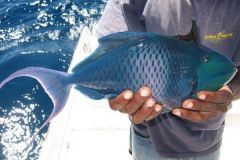 Pez ballesta azul de Madagascar