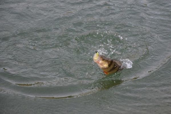 Pescar percas desde la orilla en invierno