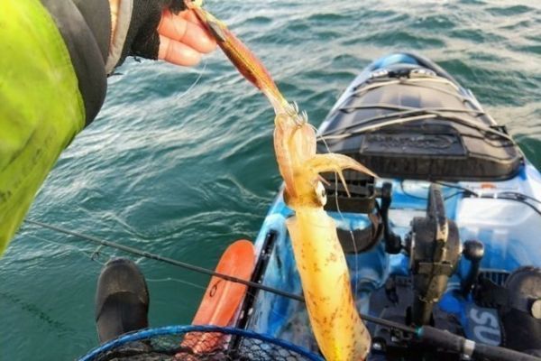 Pesca de calamares y sepias desde kayak