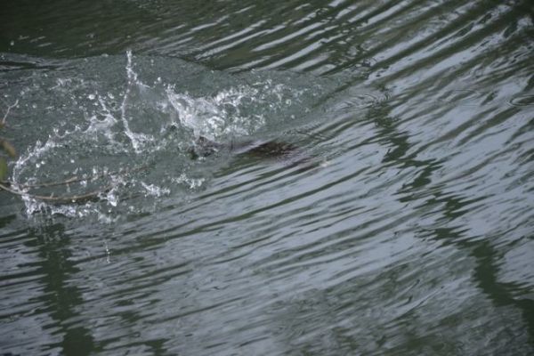 Comportamiento de los peces ante un seuelo