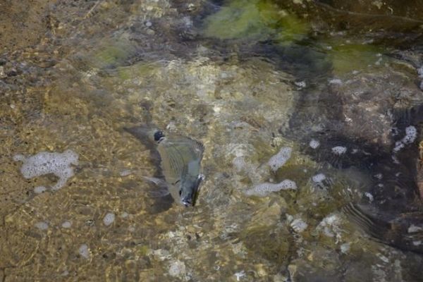 La pesca del oblada con un seuelo duro, una tcnica divertida y eficaz