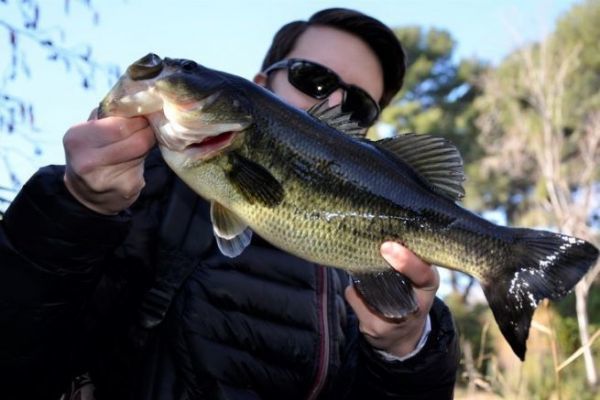 Pesca del black bass en invierno