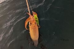 Pesca de calamares