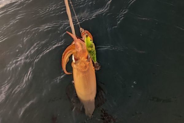 Pesca del calamar con caña: claves, equipo y zonas