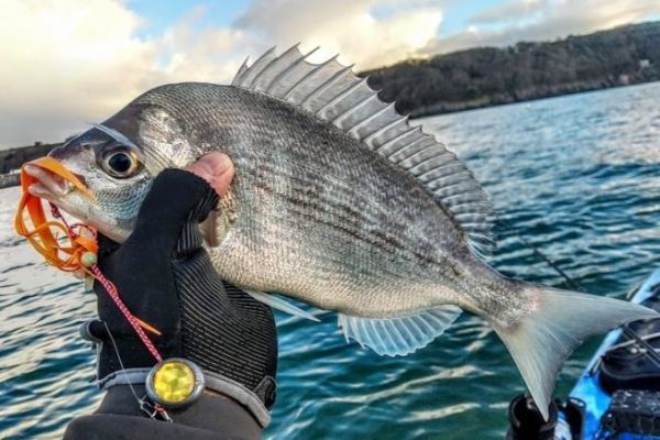 Encontrar alternativas de pesca acordes con la normativa