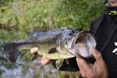 Pesca de diferentes especies con seuelos finos