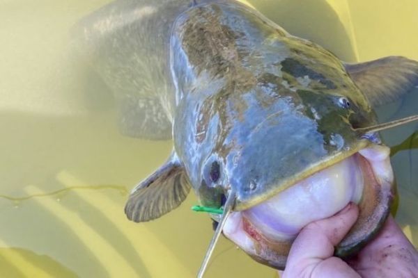 Pesca del siluro en invierno, clonk teaser y lombrices de tierra para el éxito Pesca del siluro con gusano